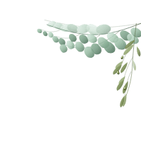Botanical watercolor eucalyptus and olive leaves
